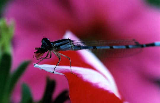 damselfly5c