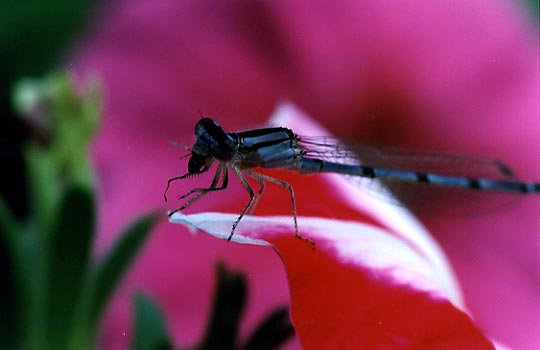 damselfly5d