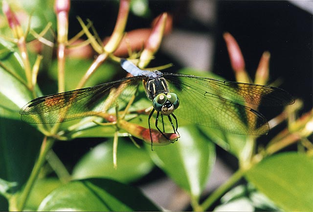 dragonfly