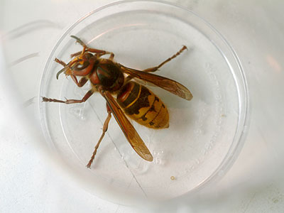 cicadakiller1
