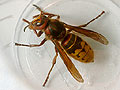 giant hornet 1