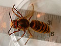 giant hornet 2