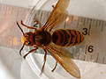 giant hornet 3