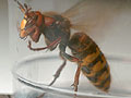 giant hornet 4