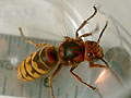 giant hornet 6