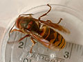 giant hornet 8