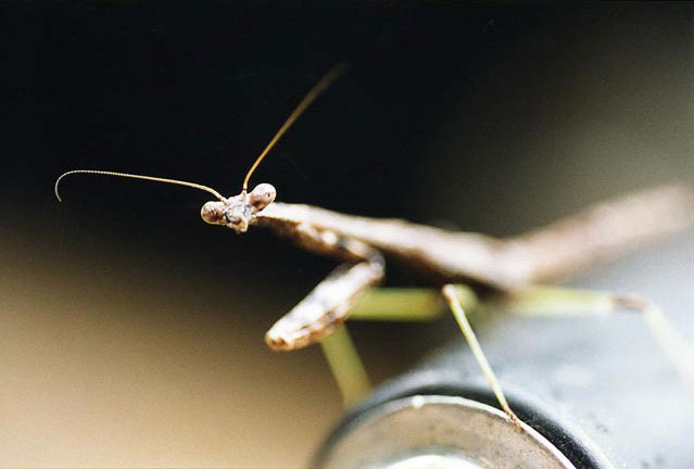 mantis1