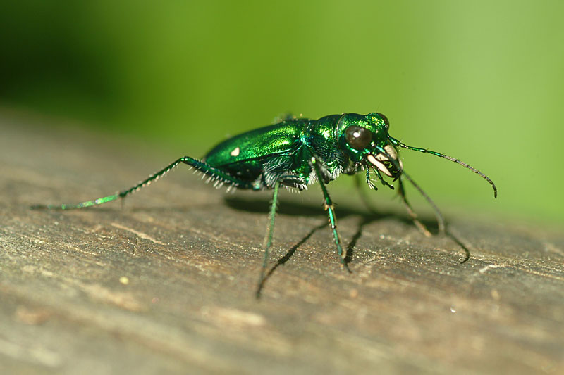 Tiger Beetle 1