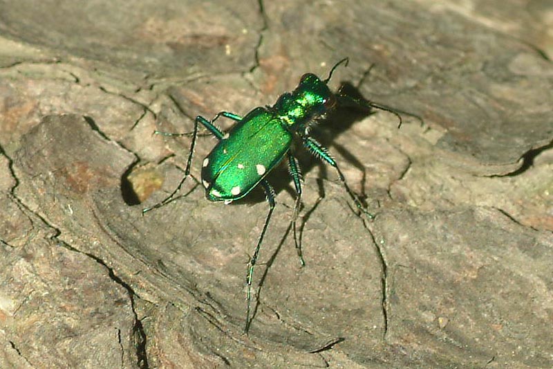 Tiger Beetle 1