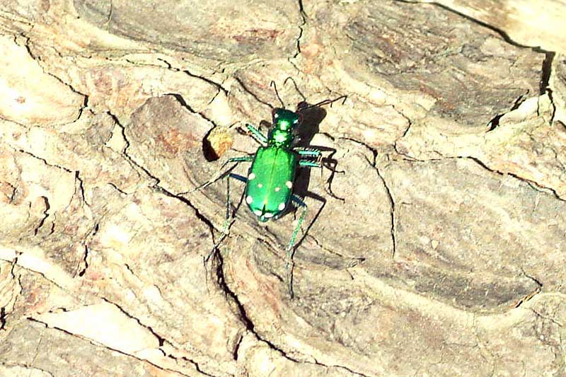 Tiger Beetle 3