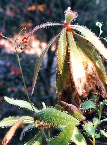 drosera_sch02