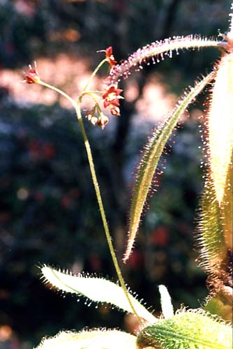 drosera_sch03