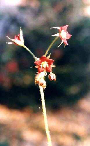 drosera_sch04