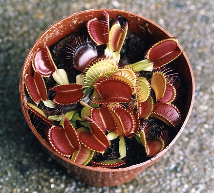 flytraps03