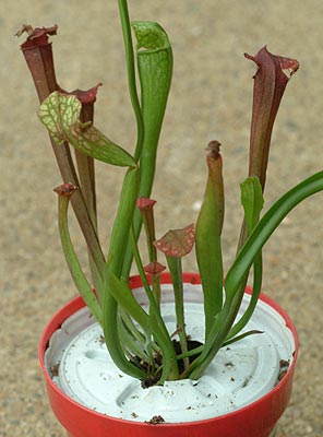 Sarracenia Dana's Delight