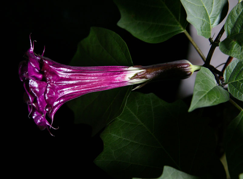 datura1