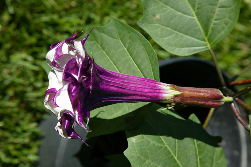 Triple Purple Datura 3