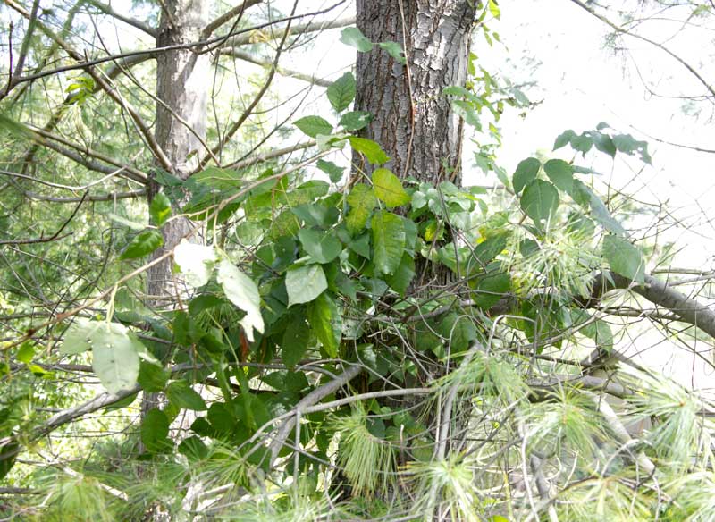 poison ivy plant fall. poison ivy plant images.